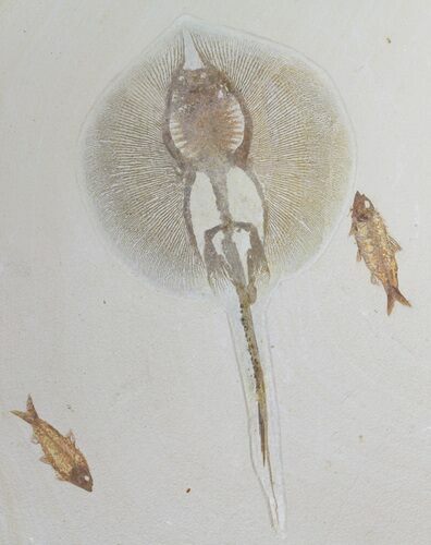 Fossil Stingray (Heliobatis) With Knightia - Wyoming #50688